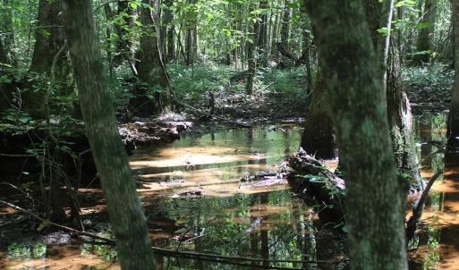 Photo of UNDER CONTRACT!  67 Acres of Recreational and Farm Land For Sale in Sussex County VA!
