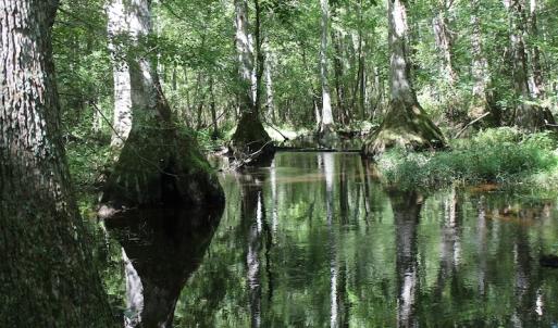 Photo of UNDER CONTRACT!  67 Acres of Recreational and Farm Land For Sale in Sussex County VA!
