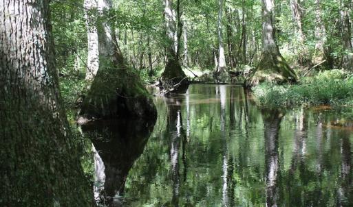 Photo of UNDER CONTRACT!  67 Acres of Recreational and Farm Land For Sale in Sussex County VA!
