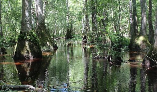 Photo of UNDER CONTRACT!  67 Acres of Recreational and Farm Land For Sale in Sussex County VA!