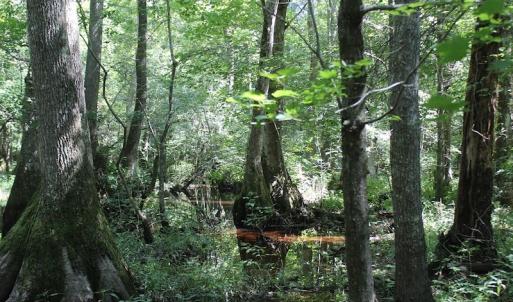 Photo of UNDER CONTRACT!  67 Acres of Recreational and Farm Land For Sale in Sussex County VA!