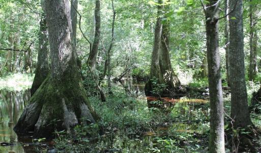 Photo of UNDER CONTRACT!  67 Acres of Recreational and Farm Land For Sale in Sussex County VA!