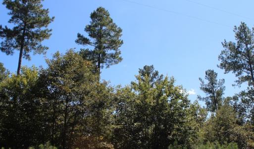 Photo of UNDER CONTRACT!  67 Acres of Recreational and Farm Land For Sale in Sussex County VA!