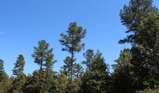 Photo of UNDER CONTRACT!  67 Acres of Recreational and Farm Land For Sale in Sussex County VA!