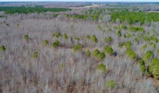Photo of UNDER CONTRACT!  167 Acres of Hunting Land For Sale in Halifax County NC!