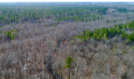 Photo of UNDER CONTRACT!  167 Acres of Hunting Land For Sale in Halifax County NC!