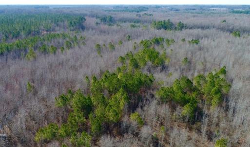 Photo of UNDER CONTRACT!  167 Acres of Hunting Land For Sale in Halifax County NC!