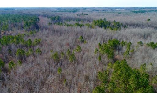 Photo of UNDER CONTRACT!  167 Acres of Hunting Land For Sale in Halifax County NC!