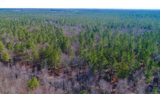 Photo of UNDER CONTRACT!  167 Acres of Hunting Land For Sale in Halifax County NC!