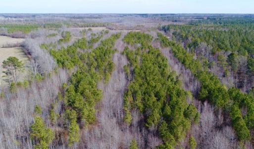 Photo of UNDER CONTRACT!  167 Acres of Hunting Land For Sale in Halifax County NC!