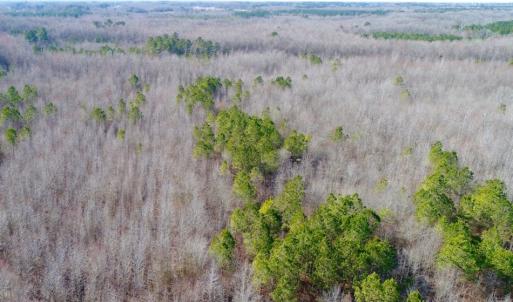 Photo of UNDER CONTRACT!  167 Acres of Hunting Land For Sale in Halifax County NC!