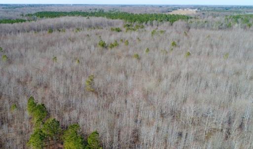 Photo of UNDER CONTRACT!  167 Acres of Hunting Land For Sale in Halifax County NC!