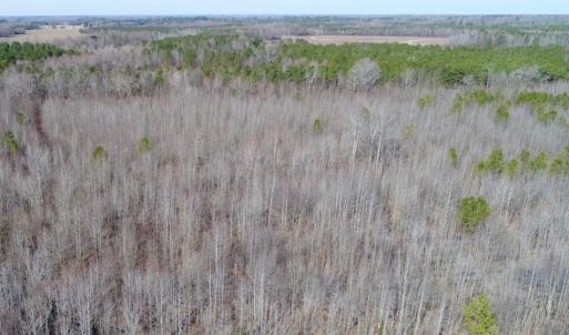 Photo of UNDER CONTRACT!  167 Acres of Hunting Land For Sale in Halifax County NC!