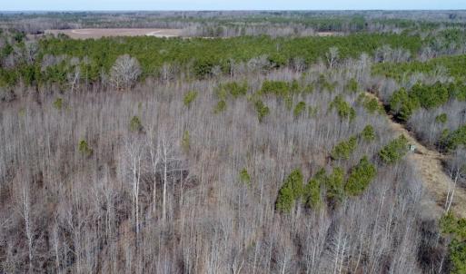 Photo of UNDER CONTRACT!  167 Acres of Hunting Land For Sale in Halifax County NC!