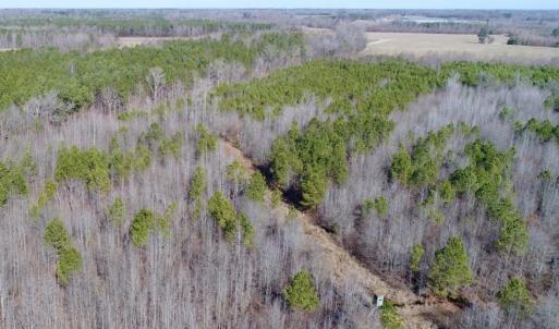Photo of UNDER CONTRACT!  167 Acres of Hunting Land For Sale in Halifax County NC!