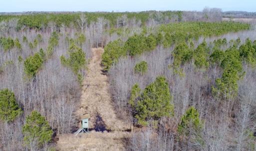 Photo of UNDER CONTRACT!  167 Acres of Hunting Land For Sale in Halifax County NC!