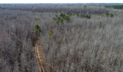 Photo of UNDER CONTRACT!  167 Acres of Hunting Land For Sale in Halifax County NC!