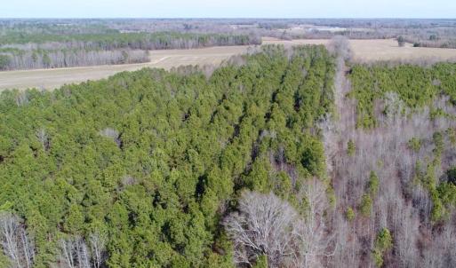 Photo of UNDER CONTRACT!  167 Acres of Hunting Land For Sale in Halifax County NC!