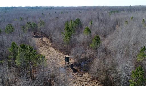 Photo of UNDER CONTRACT!  167 Acres of Hunting Land For Sale in Halifax County NC!