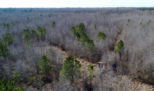 Photo of UNDER CONTRACT!  167 Acres of Hunting Land For Sale in Halifax County NC!