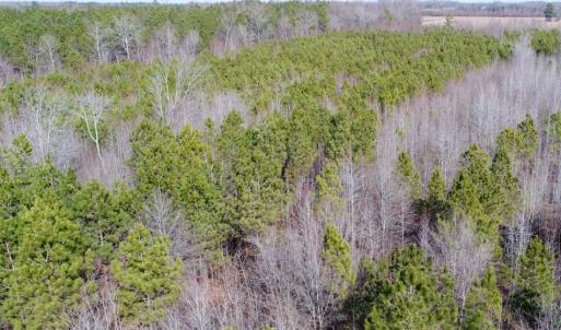 Photo of UNDER CONTRACT!  167 Acres of Hunting Land For Sale in Halifax County NC!