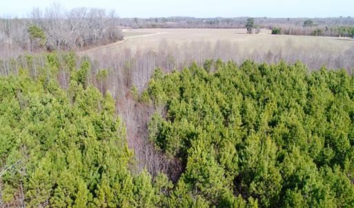 Photo of UNDER CONTRACT!  167 Acres of Hunting Land For Sale in Halifax County NC!