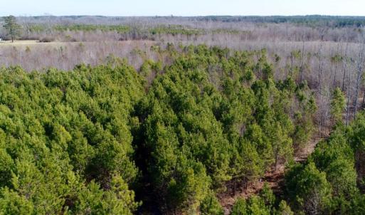 Photo of UNDER CONTRACT!  167 Acres of Hunting Land For Sale in Halifax County NC!