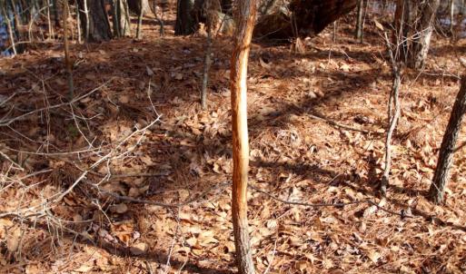 Photo of UNDER CONTRACT!  167 Acres of Hunting Land For Sale in Halifax County NC!