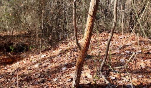 Photo of UNDER CONTRACT!  167 Acres of Hunting Land For Sale in Halifax County NC!