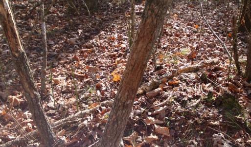 Photo of UNDER CONTRACT!  167 Acres of Hunting Land For Sale in Halifax County NC!