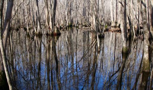 Photo of UNDER CONTRACT!  167 Acres of Hunting Land For Sale in Halifax County NC!