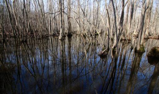Photo of UNDER CONTRACT!  167 Acres of Hunting Land For Sale in Halifax County NC!