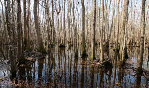 Photo of UNDER CONTRACT!  167 Acres of Hunting Land For Sale in Halifax County NC!