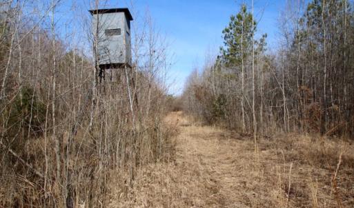 Photo of UNDER CONTRACT!  167 Acres of Hunting Land For Sale in Halifax County NC!