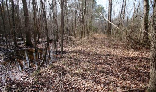 Photo of UNDER CONTRACT!  167 Acres of Hunting Land For Sale in Halifax County NC!