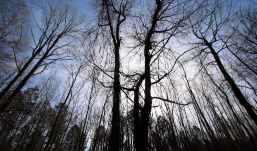 Photo of UNDER CONTRACT!  167 Acres of Hunting Land For Sale in Halifax County NC!
