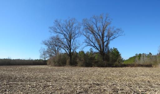Photo of UNDER CONTRACT!  70 Acres of Farm and Timber Land For Sale in Hoke County NC!