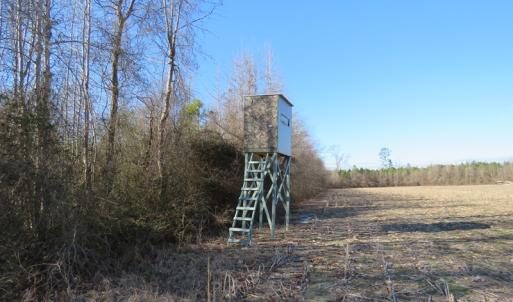 Photo of UNDER CONTRACT!  70 Acres of Farm and Timber Land For Sale in Hoke County NC!