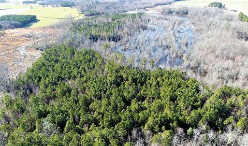 Photo of UNDER CONTRACT!  45 Acres of Hunting and Recreational Land For Sale In Wilson County NC!