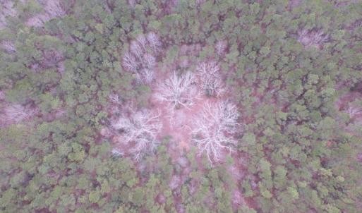 Photo of UNDER CONTRACT!  16.7 Acres of Hunting Land For Sale in Southampton County VA!
