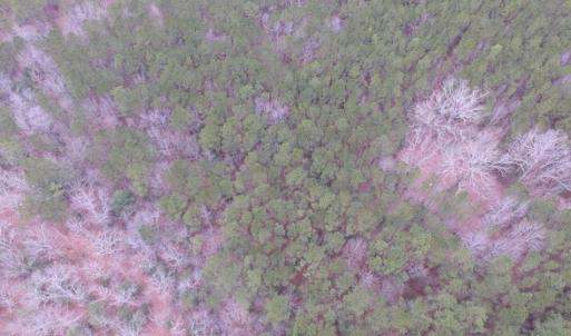 Photo of UNDER CONTRACT!  16.7 Acres of Hunting Land For Sale in Southampton County VA!