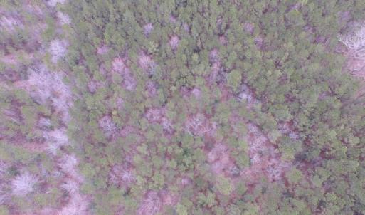Photo of UNDER CONTRACT!  16.7 Acres of Hunting Land For Sale in Southampton County VA!