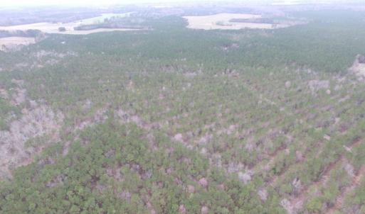 Photo of UNDER CONTRACT!  16.7 Acres of Hunting Land For Sale in Southampton County VA!