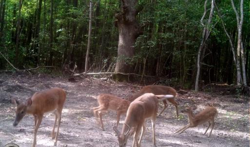 Photo of UNDER CONTRACT!  16.7 Acres of Hunting Land For Sale in Southampton County VA!