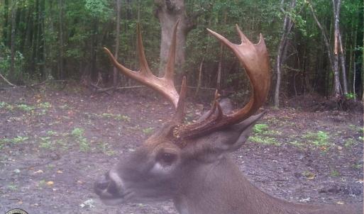 Photo of UNDER CONTRACT!  16.7 Acres of Hunting Land For Sale in Southampton County VA!