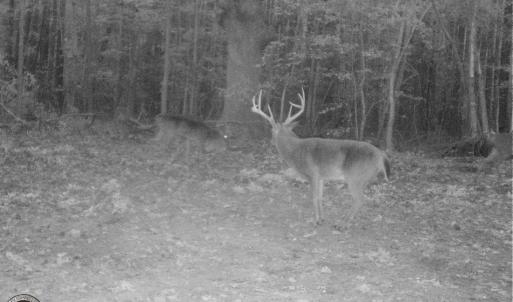 Photo of UNDER CONTRACT!  16.7 Acres of Hunting Land For Sale in Southampton County VA!