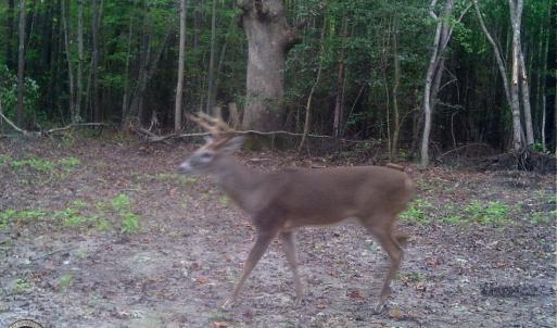 Photo of UNDER CONTRACT!  16.7 Acres of Hunting Land For Sale in Southampton County VA!
