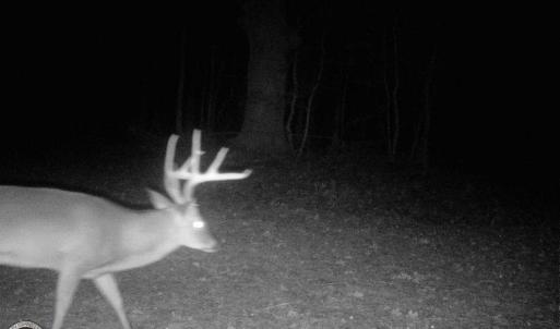 Photo of UNDER CONTRACT!  16.7 Acres of Hunting Land For Sale in Southampton County VA!