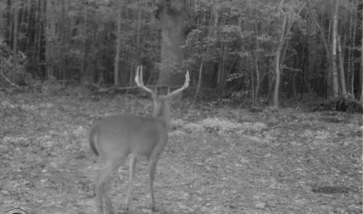 Photo of UNDER CONTRACT!  16.7 Acres of Hunting Land For Sale in Southampton County VA!