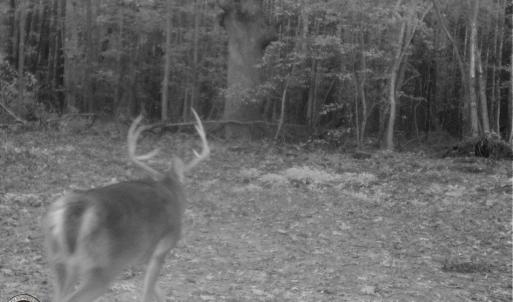 Photo of UNDER CONTRACT!  16.7 Acres of Hunting Land For Sale in Southampton County VA!